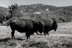 Two bison grazing in a grassy field with hills in the background, captured in black and white.