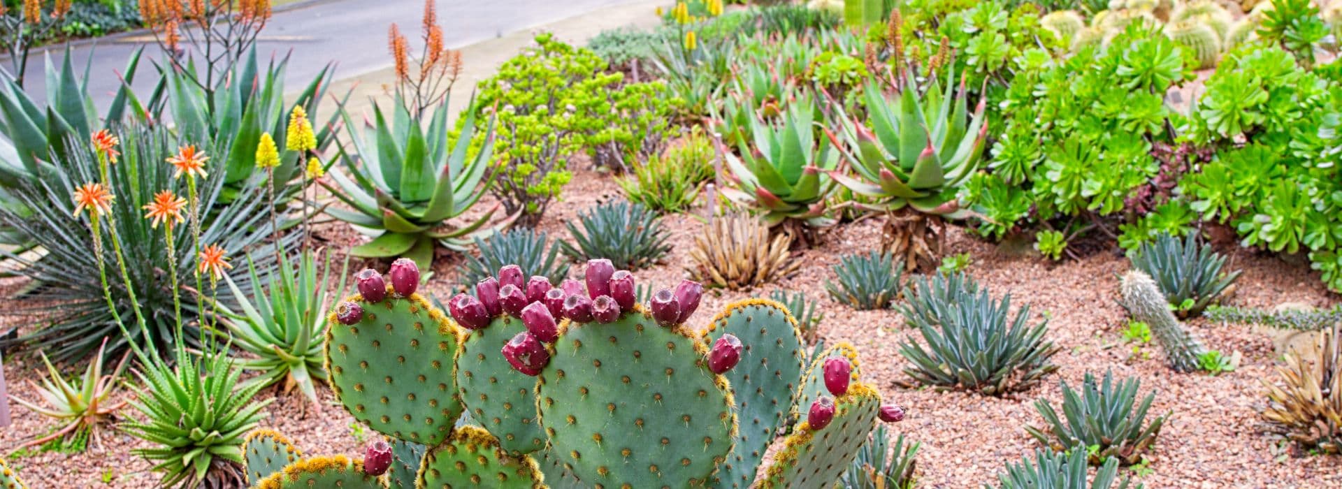 A diverse botanical garden featuring various cacti and succulent plants.