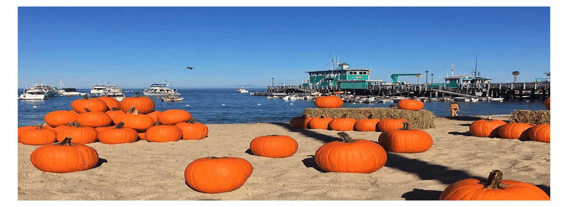 A sandy beach adorned with large orange pumpkins, overlooking a marina with boats and a clear blue sky.