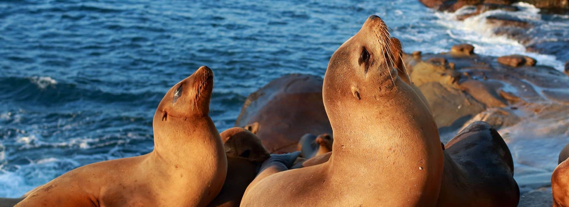 A group of sea lions basking on rocky shorelines with the ocean in the background. A group of sea lions basking on rocky shorelines with the ocean in the background.