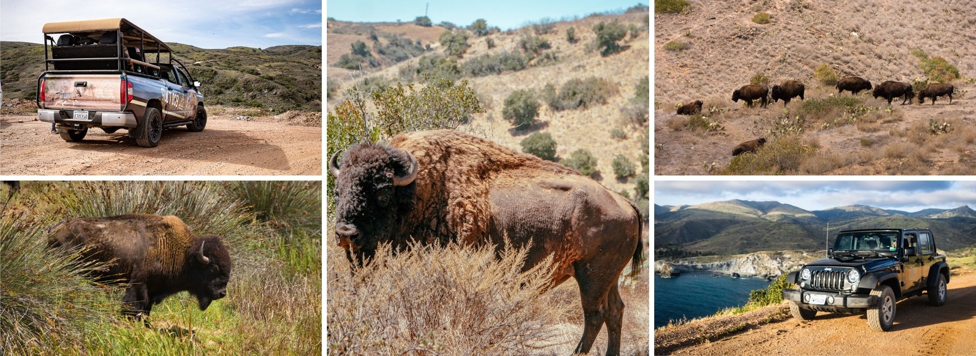 A collage of five photos. Starting from top left to right: Catalina Island Conservancy eco-tour truck, bison facing camera, small herd of bison, side profile of a bison, and a jeep tour.
