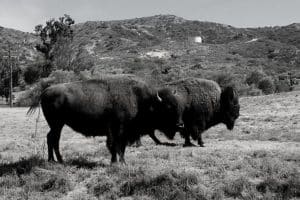 Two bison on Catalina Island grassland