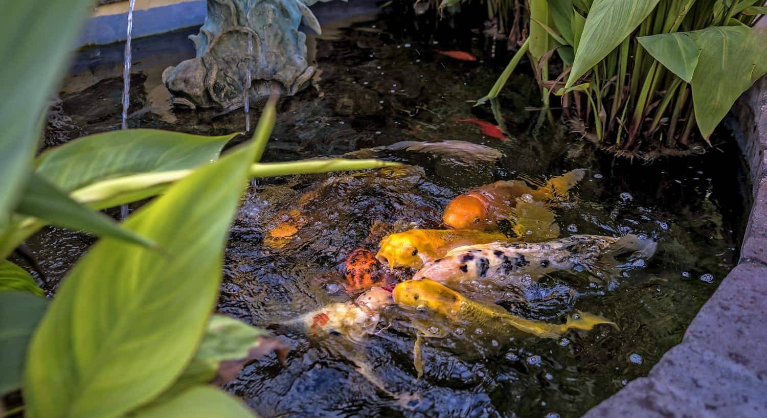Small brick pond full of koi fish colored yellow, orange and salmon